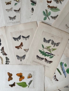 11 old-coloured copper engraving views of butterflies about 1850