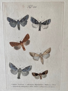 11 old-coloured copper engraving views of butterflies about 1850