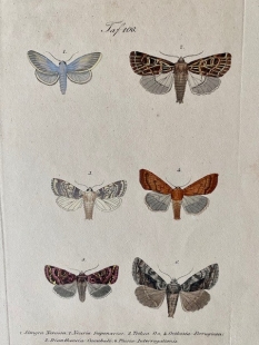 11 old-coloured copper engraving views of butterflies about 1850