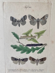 11 old-coloured copper engraving views of butterflies about 1850