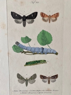 11 old-coloured copper engraving views of butterflies about 1850