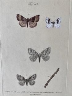 11 old-coloured copper engraving views of butterflies about 1850