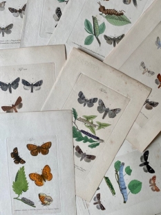 11 old-coloured copper engraving views of butterflies about 1850