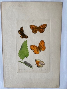 11 old-coloured copper engraving views of butterflies about 1850