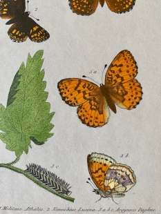 11 old-coloured copper engraving views of butterflies about 1850