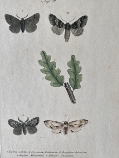 11 old-coloured copper engraving views of butterflies about 1850