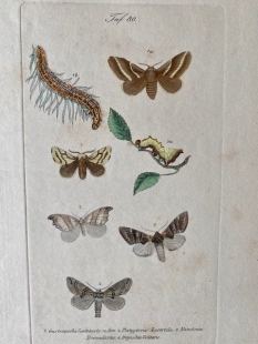 11 old-coloured copper engraving views of butterflies about 1850