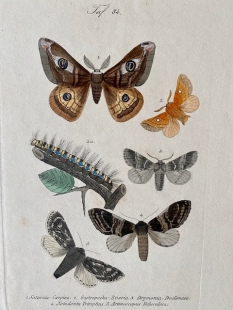 11 old-coloured copper engraving views of butterflies about 1850