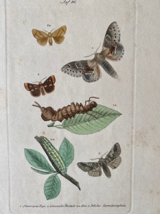 11 old-coloured copper engraving views of butterflies about 1850