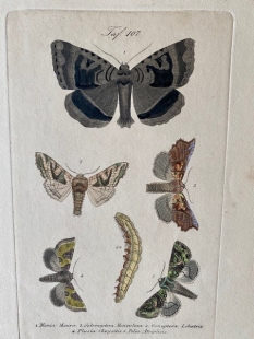 11 old-coloured copper engraving views of butterflies about 1850